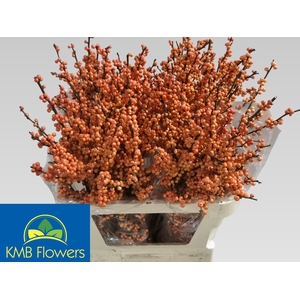 ILEX VE WINTER GOLD