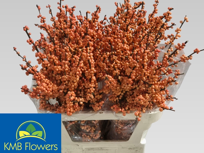 <h4>ILEX VE WINTER GOLD</h4>