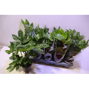 Fatsia Ov