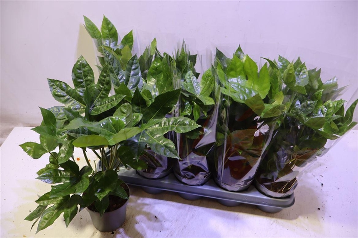 <h4>Fatsia Ov</h4>