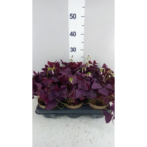 Oxalis trian. 'Mijke'