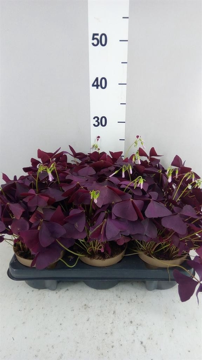<h4>Oxalis trian. 'Mijke'</h4>