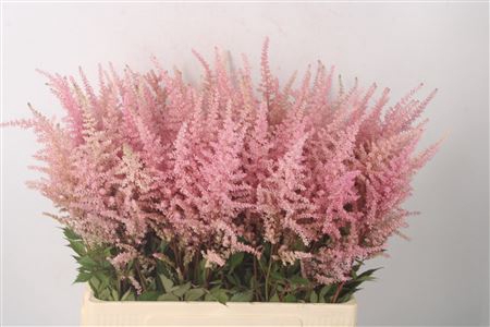 <h4>Astilbe Erika Pink X100</h4>