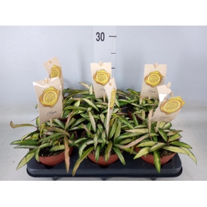 Hoya wayetii 'Tricolor'