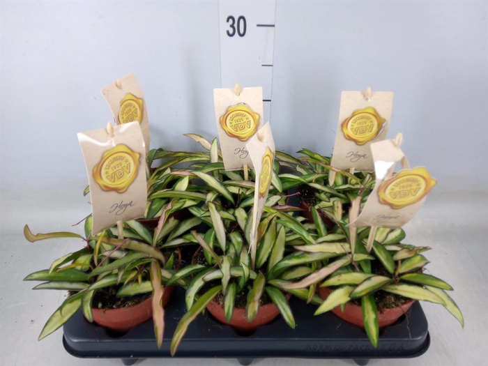 <h4>Hoya wayetii 'Tricolor'</h4>