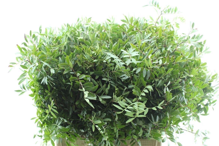 <h4>Pistache 60 Cm Long</h4>