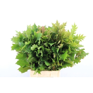 Quercus Rubra P Tak