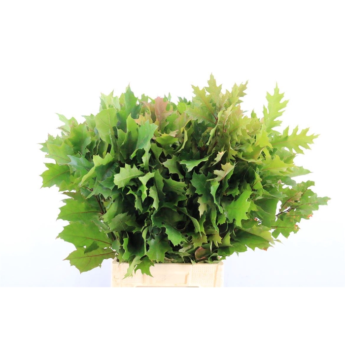 <h4>Quercus Rubra P Tak</h4>