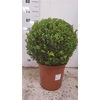 Buxu Sempervirens