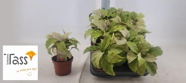 <h4>CALAT FUSION YELLOW</h4>