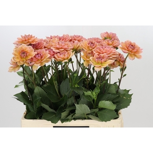 Dahlia Yelno Harmony