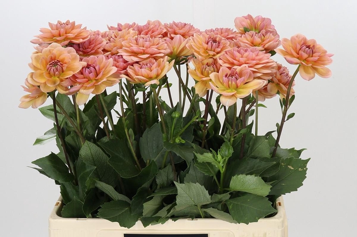 <h4>Dahlia Yelno Harmony</h4>