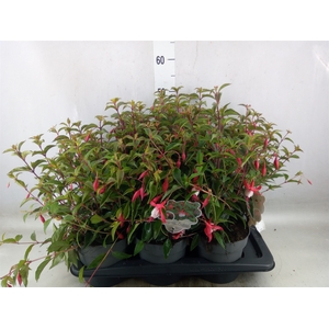 Fuchsia  'Madame Cornelissen'