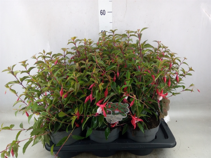 <h4>Fuchsia  'Madame Cornelissen'</h4>