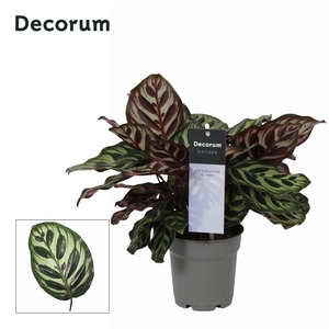 Calathea Makoyana (Decorum)