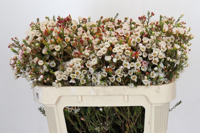 <h4>CHAME MOONL DELIGHT</h4>