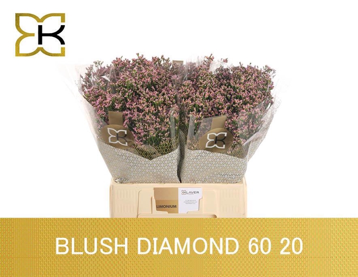 <h4>Lim Sin Blush Dia</h4>