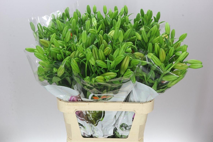 <h4>Lil La Sunderland</h4>