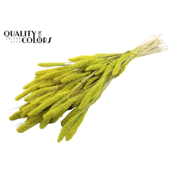 <h4>Setaria per bunch Bleached  Mint</h4>