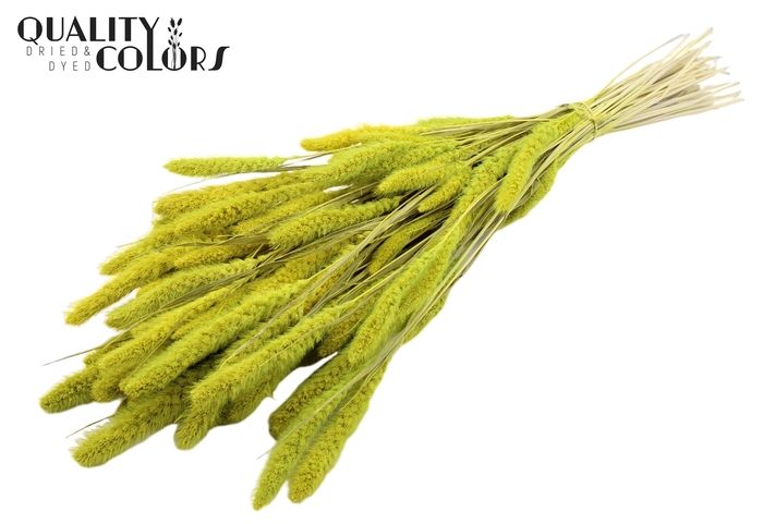 Setaria per bunch Bleached  Mint