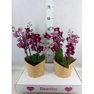Phalaenopsis multi. 'Ant Cartagena'