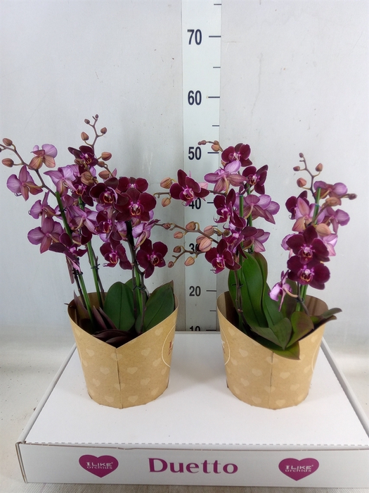 <h4>Phalaenopsis multi. 'Ant Cartagena'</h4>