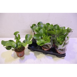 Pilea Peperomioides