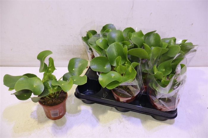 <h4>Pilea Peperomioides</h4>