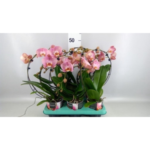 Phalaenopsis   ...