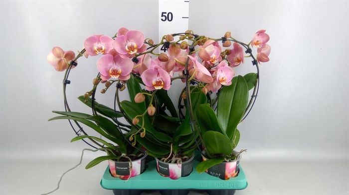 <h4>Phalaenopsis   ...</h4>