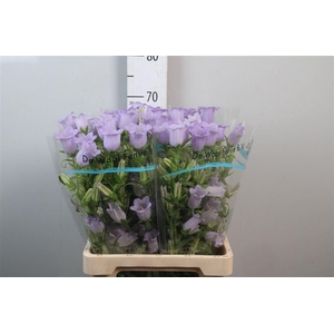 Camp M Champion Lavender