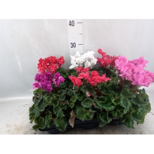 Cyclamen MD 'Merengue'