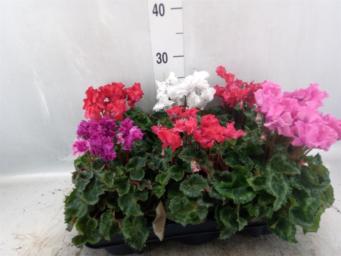 <h4>Cyclamen MD 'Merengue'</h4>