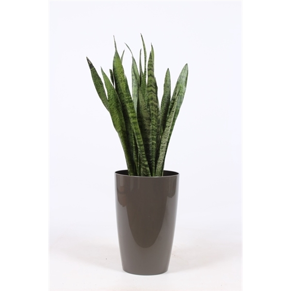 <h4>Sansevieria zeylanica in Santorini "taupe"</h4>