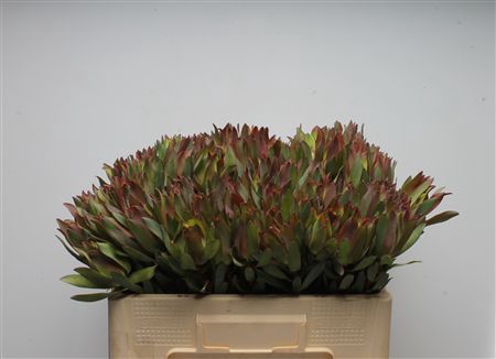 <h4>Leucad High Light</h4>
