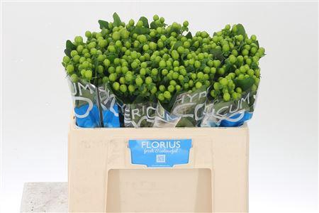 <h4>Hyp Coco Bamboo</h4>