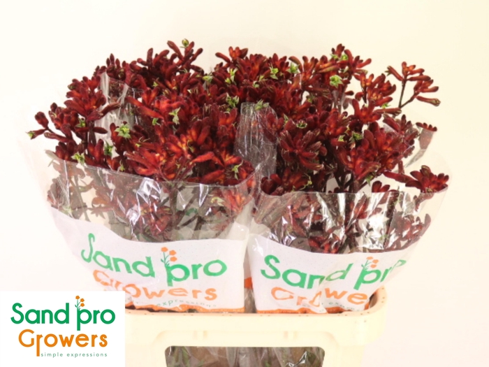 <h4>ANIGOZ EARLY SPRING</h4>