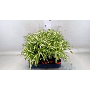 Chlorophytum cos. 'Atlantic'