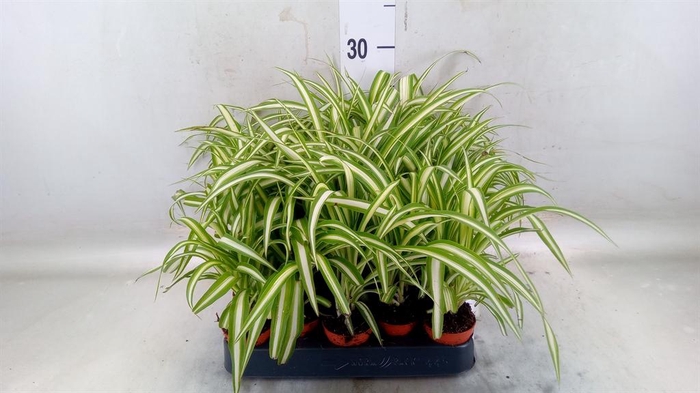 <h4>Chlorophytum cos. 'Atlantic'</h4>