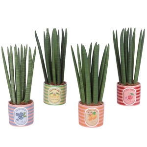 Sansevieria Cylindrica Straight 14 Leaf In Ceramic Pot Fruit