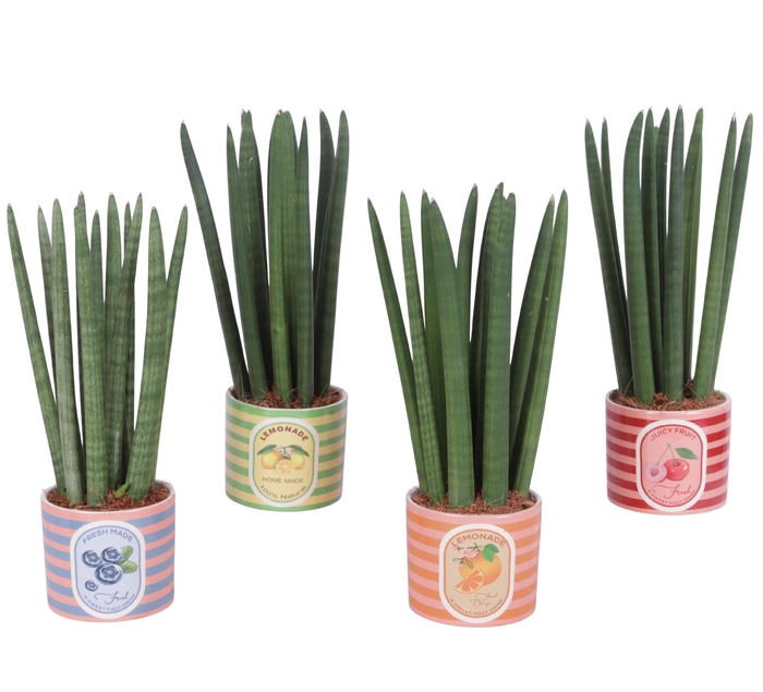 <h4>Sansevieria Cylindrica Straight 10 Leaf In Ceramic Pot Fruit</h4>
