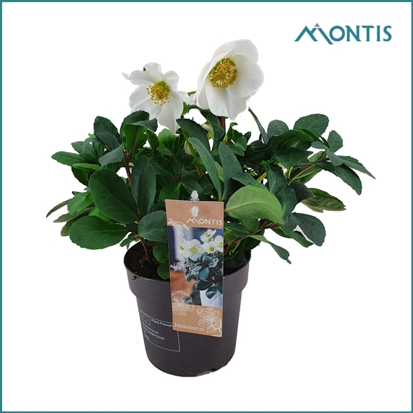 <h4>Helleborus Christmas Carol 15 cm Extra Large</h4>