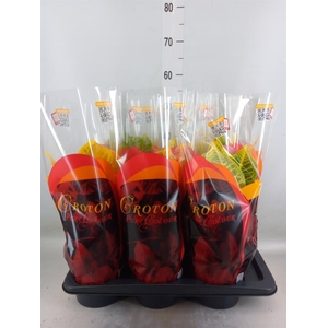 Codiaeum var. GR 'Excellent'