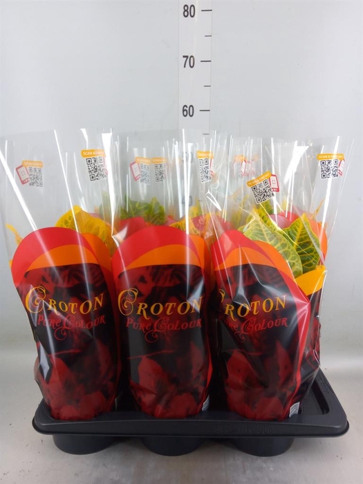 <h4>Codiaeum var. GR 'Excellent'</h4>