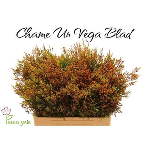 CHAME UN VEGA BLAD