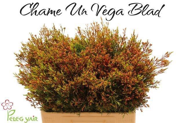<h4>CHAME UN VEGA BLAD</h4>
