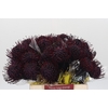 Nutans Painted Aubergine