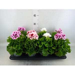 Pelargonium gran.   ..mix