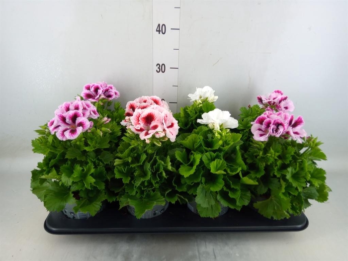 <h4>Pelargonium gran.   ..mix</h4>