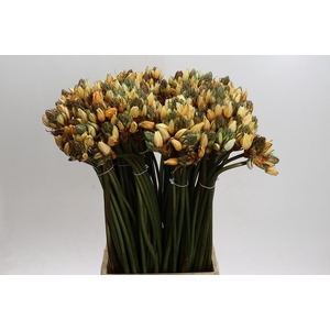 Ornithogalum Kleurbehandeld H%